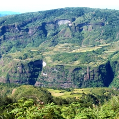 Rice terraces on mountainsides