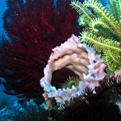 Esponjas barril y crinoideos en Arthur's Point