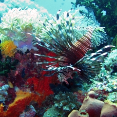 Lionfish