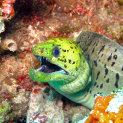 Moray eel