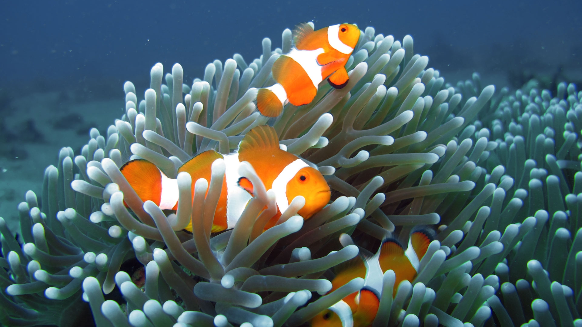 Anilao Snorkeling Day Tour