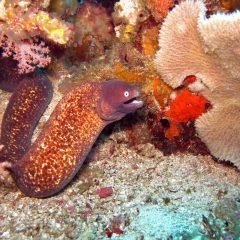 Moray eel