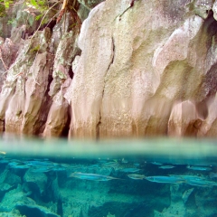 Needlefish in Kayangan lake