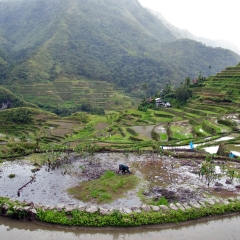 Die Reisterrassen von Batad in Banaue, Ifugao