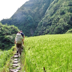 Cambulo rice paddies almost ready for harvest