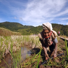 Une vieille fermiere dans le village de montagne de Maligcong