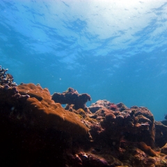 The coral reefs of Palaui island