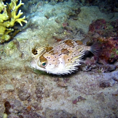 Porcupinefish