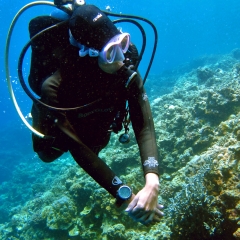 A diver admiring the underwater landscape