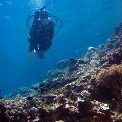 Un plongeur en admirant le paysage sous-marin