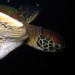 Green sea turtle