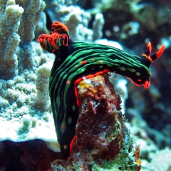 Nudibranch